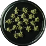 Cannabinoid Active System